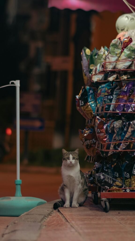 Cat sitting beside a colorful snack cart on a dimly lit urban sidewalk at night.